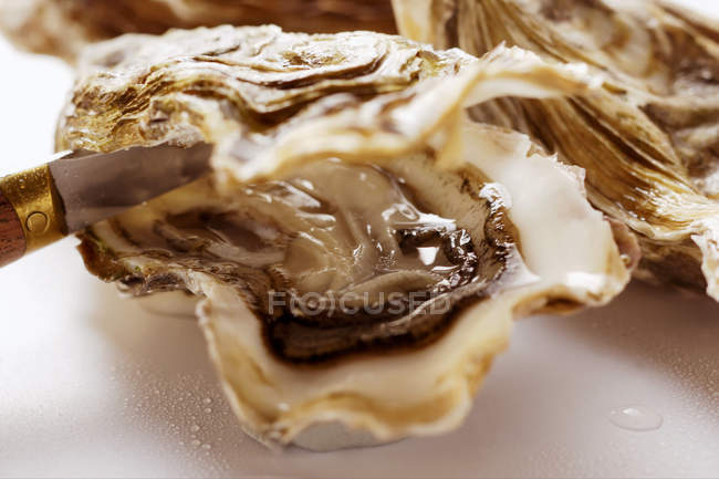 Eine Auster mit einem Messer öffnen — Stockfoto