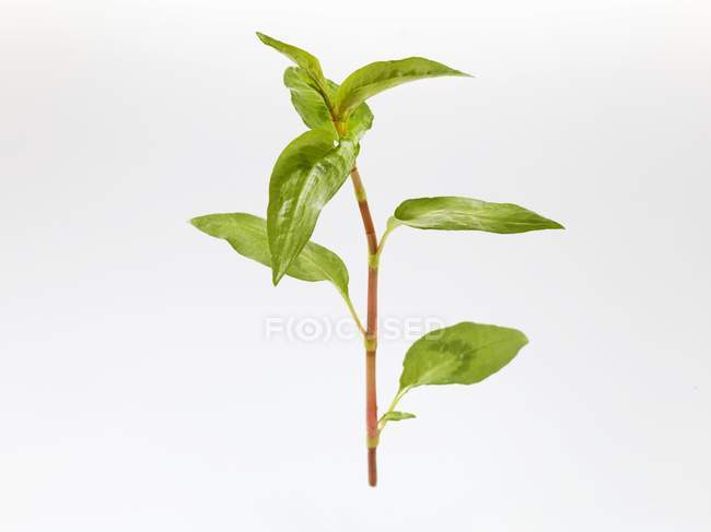Vietnamese coriander sprig — Stock Photo