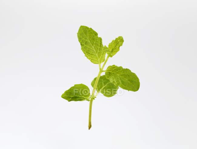 Moroccan mint sprig — Stock Photo