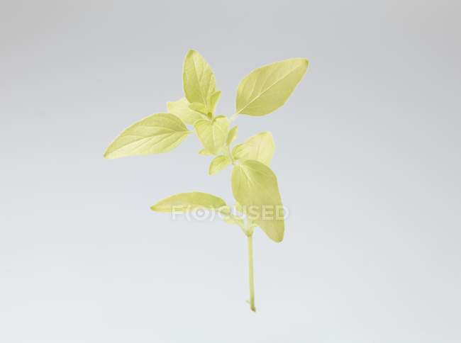 Rígido de orégano dourado — Fotografia de Stock