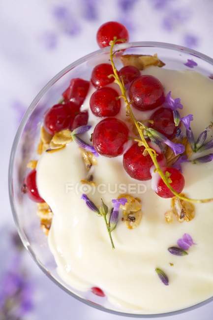 Vanilla yoghurt and redcurrants — Stock Photo