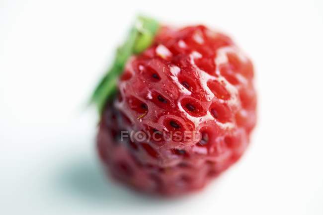 Fresa fresca madura - foto de stock