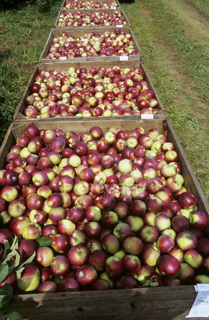 Fresh picked apples in wooden crates — Stock Photo