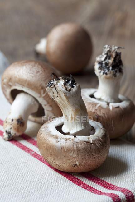 Fresh Button mushrooms — Stock Photo