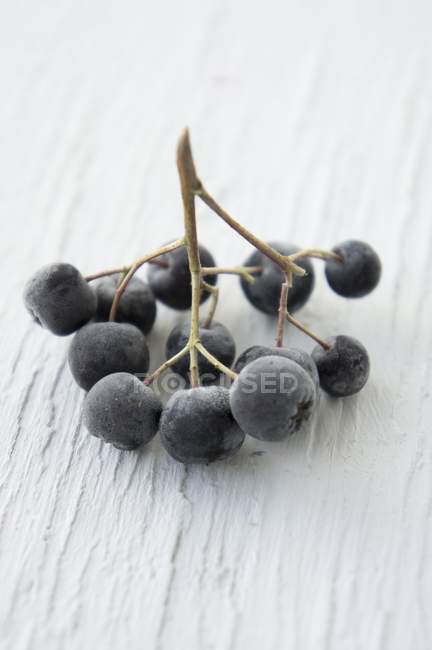Sprig of frozen aronia berries — Stock Photo