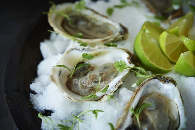 Oysters in shells with herbs and limes — Stock Photo