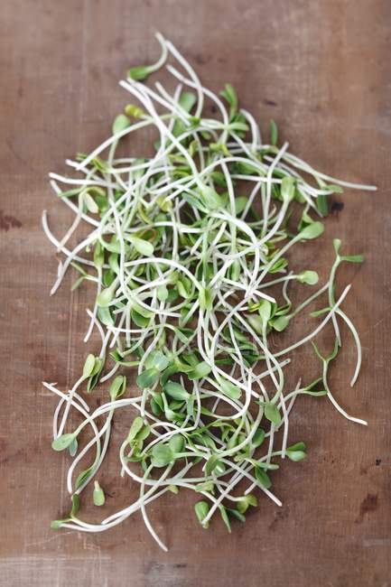 Fresh Sunflower sprouts — Stock Photo