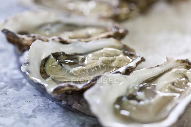 Frisch geöffnete Austern — Stockfoto