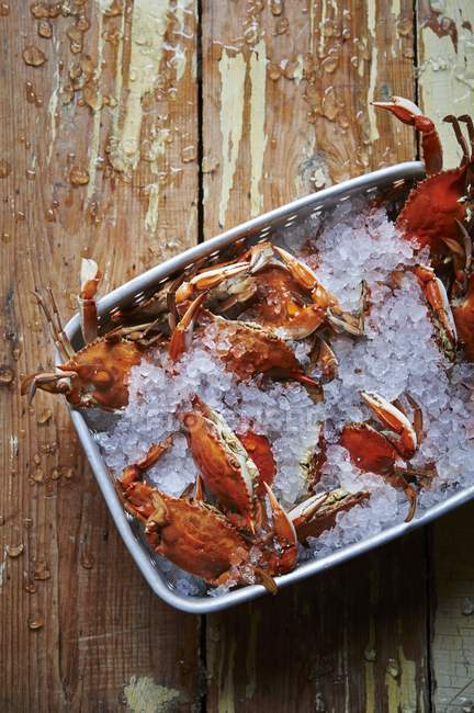 Top view of crabs on ice in metal dish — Stock Photo
