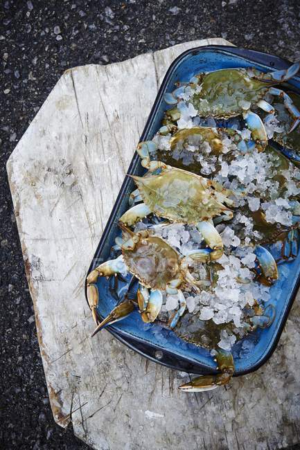 Top view of Maryland blue crabs in dish on ice — Stock Photo