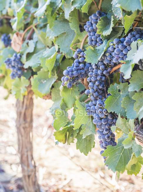 Raisins de vin rouge — Photo de stock