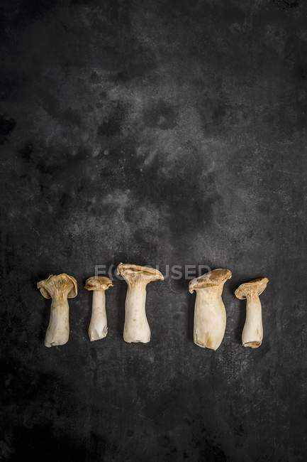 King trumpet mushrooms — Stock Photo