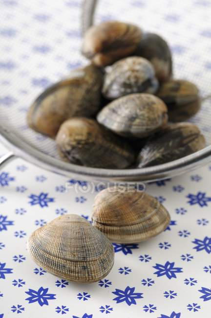 Closeup view of clams on plate and nearby — Stock Photo