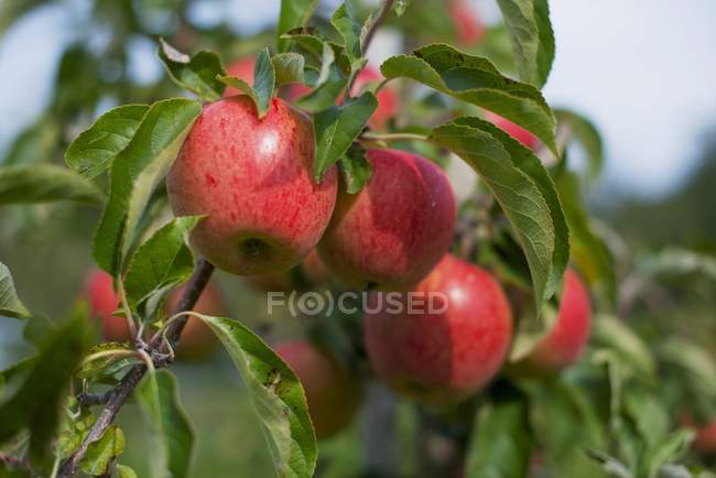 Стиглі червоні яблука — стокове фото