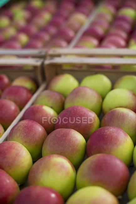 Pommes fraîchement récoltées — Photo de stock
