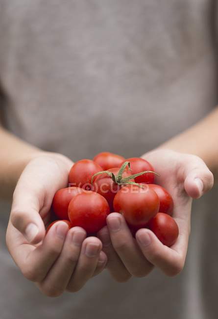 Manos sosteniendo tomates - foto de stock