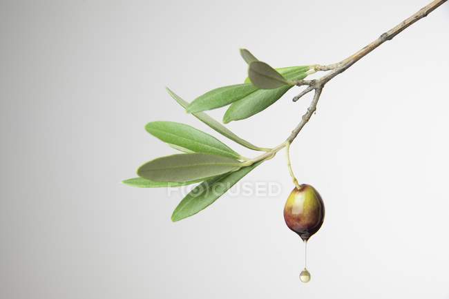 Olive oil dripping from an olive — Stock Photo
