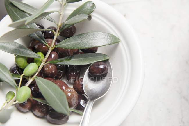 Olives in olive oil with sprig — Stock Photo