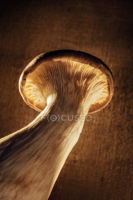 Nahaufnahme von unten Ansicht eines Königstrompeten-Pilzes auf einer Holzoberfläche — Stockfoto