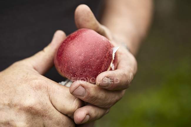 Человек режет яблоко — стоковое фото