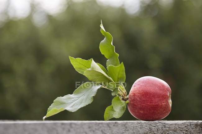 Свежесобранное яблоко с листьями — стоковое фото