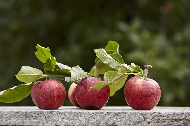 Manzanas recién cosechadas - foto de stock