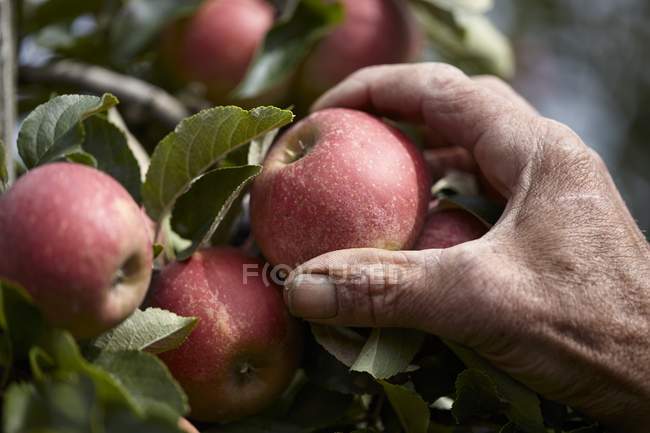 Apples being harvested — Stock Photo