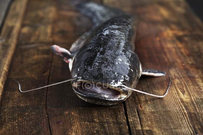 Freshly caught catfish — Stock Photo
