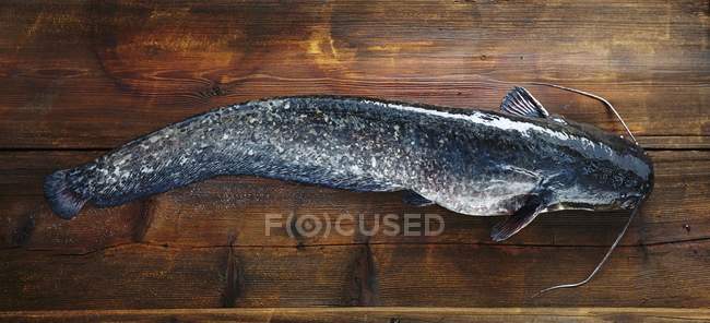 Freshly caught catfish — Stock Photo