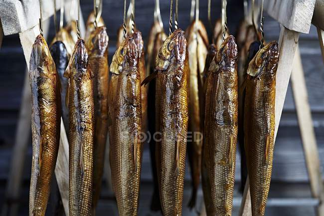 Closeup view of smoked whitefish handing on hooks — Stock Photo