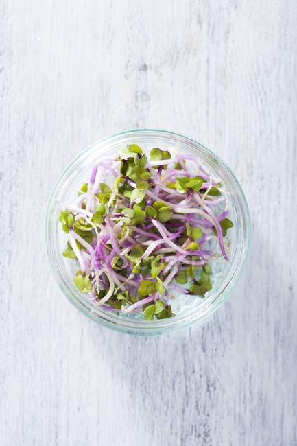 China rose sprouts — Stock Photo