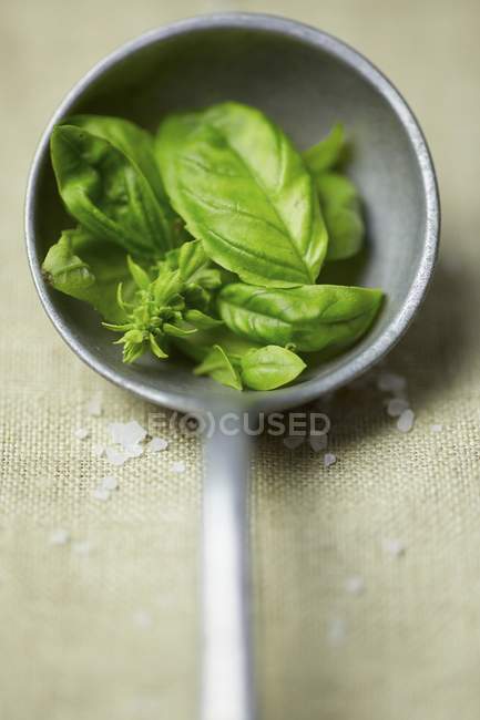 Fresh basil leaves in ladle — Stock Photo
