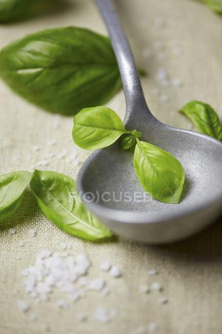 Foglie e mestolo verde basilico — Foto stock