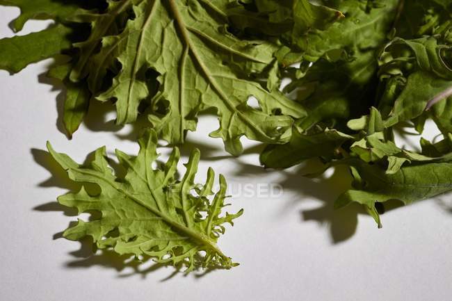 Свежие листья капусты — стоковое фото
