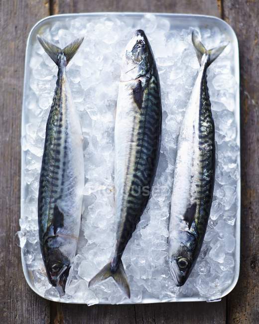 Fresh mackerel on ice in tray — Stock Photo