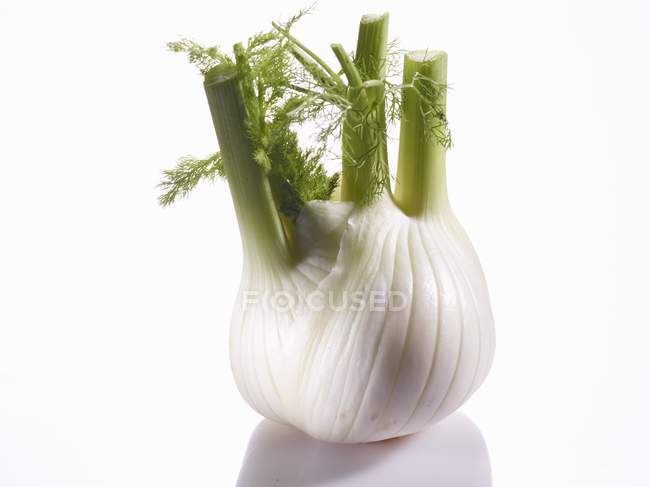 Fresh fennel bulb — Stock Photo