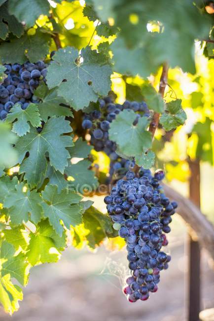 Black grapes on the vine — Stock Photo