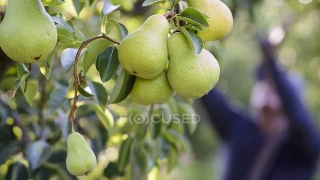 Peras creciendo en el árbol - foto de stock