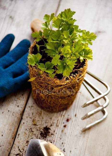 Vue rapprochée d'une plante de persil avec des outils de jardinage — Photo de stock