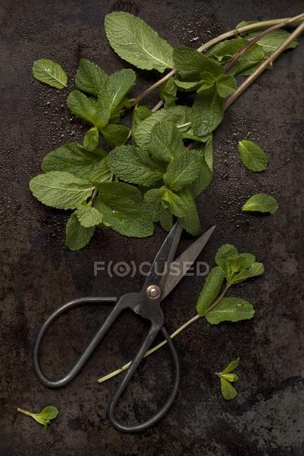 Свежая мята с травяными ножницами — стоковое фото