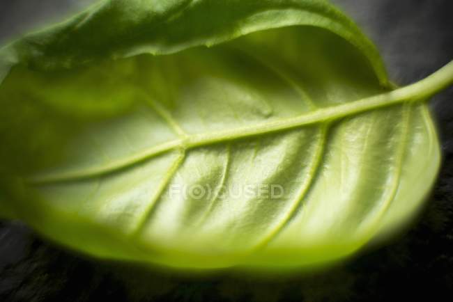 Feuille de basilic vert — Photo de stock