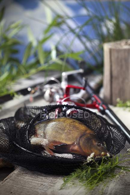 Vue rapprochée des poissons d'eau douce fraîchement capturés dans un filet — Photo de stock