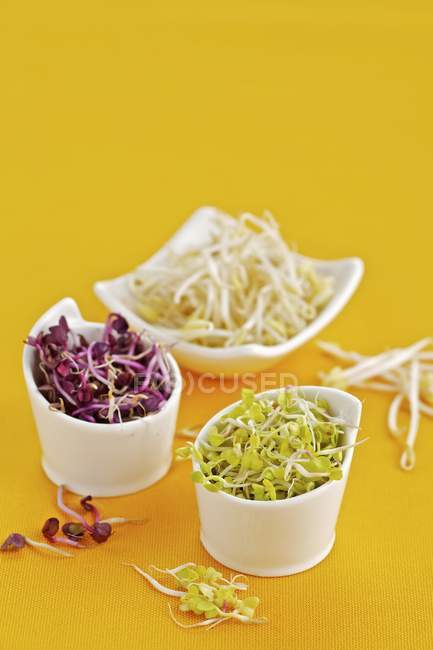 Various sprouts in bowls — Stock Photo