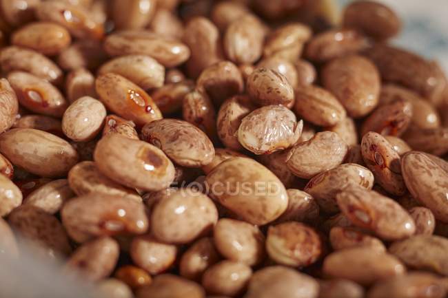 Soaked pinto beans — Stock Photo