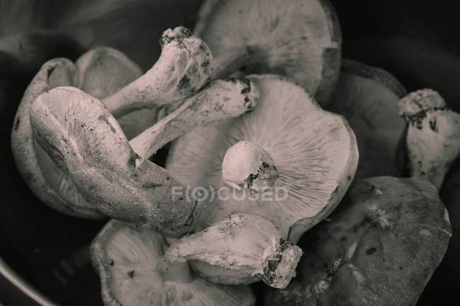 Fresh shiitake mushrooms — Stock Photo