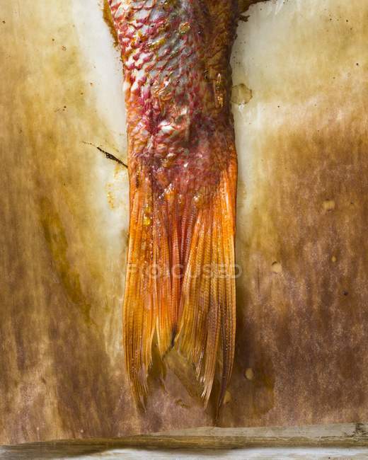 Baked red snapper tail — Stock Photo