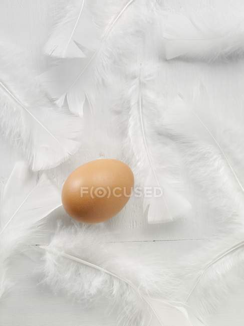 Oeuf de poulet frais et plumes — Photo de stock