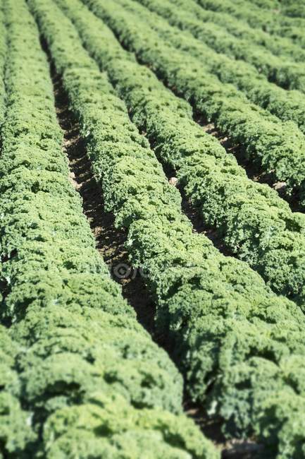 A large field of kale outdoors during daytime — Stock Photo