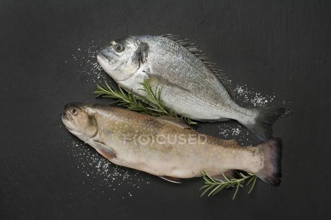 Fresh sea bream and brook trout — Stock Photo