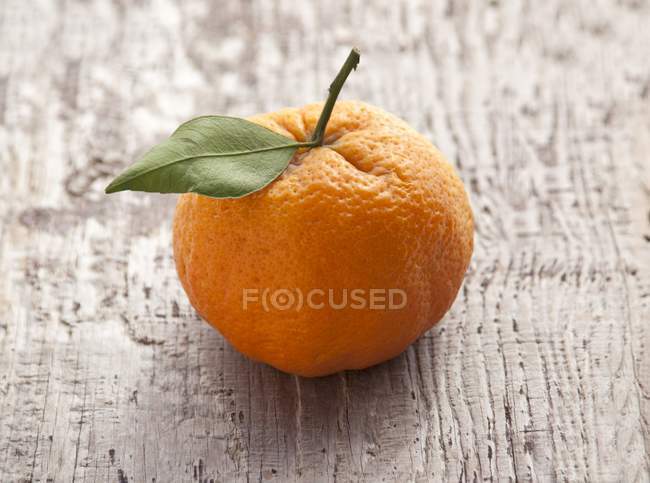Shasta mandarine dorée — Photo de stock